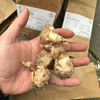 Petalizy™ Tuberose Rajnigandha Seeds (Pack of 2)